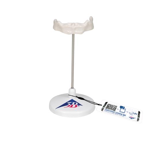 Модель подъязычной кости на штативе — купить в МЕДСЕТ
