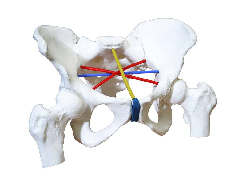 Тренажер для отработки навыков пельвиометрии — купить в МЕДСЕТ