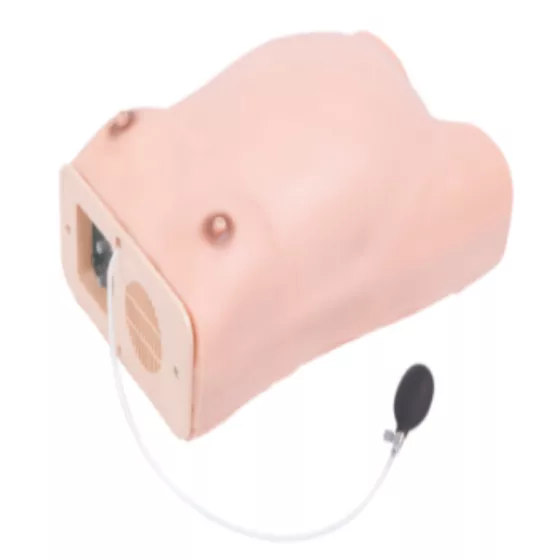 Модель беременной женщины (торс) W — купить в МЕДСЕТ