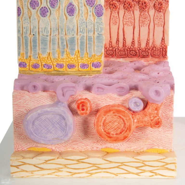 Модель глаза 3B MICROanatomy — купить в МЕДСЕТ