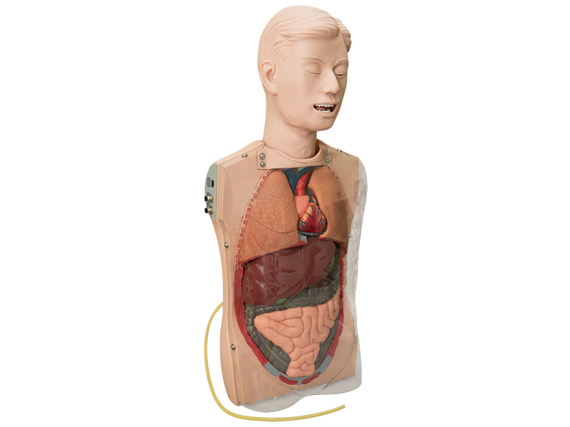 Манекен для отработки навыков промывания желудка — купить в МЕДСЕТ