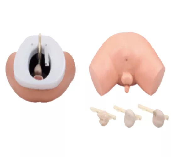 Модель мужского таза для осмотра, обследования половых органов F2 — купить в МЕДСЕТ