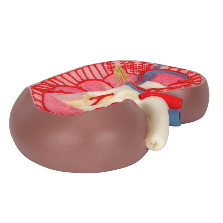 Модель сечения почки,  3-кратное увеличение — купить в МЕДСЕТ