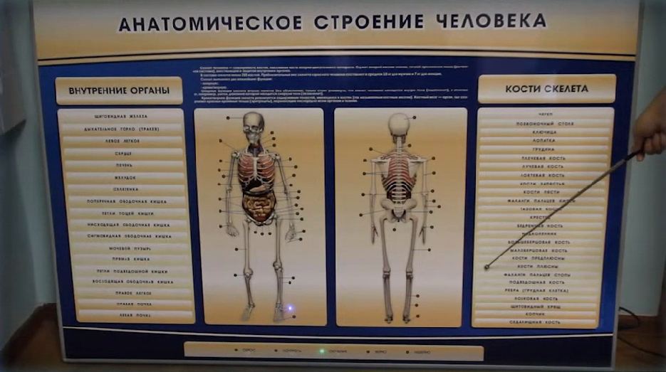 Электрифицированный стенд-тренажер c макетом скелета "Анатомическое строение человека" — купить в МЕДСЕТ