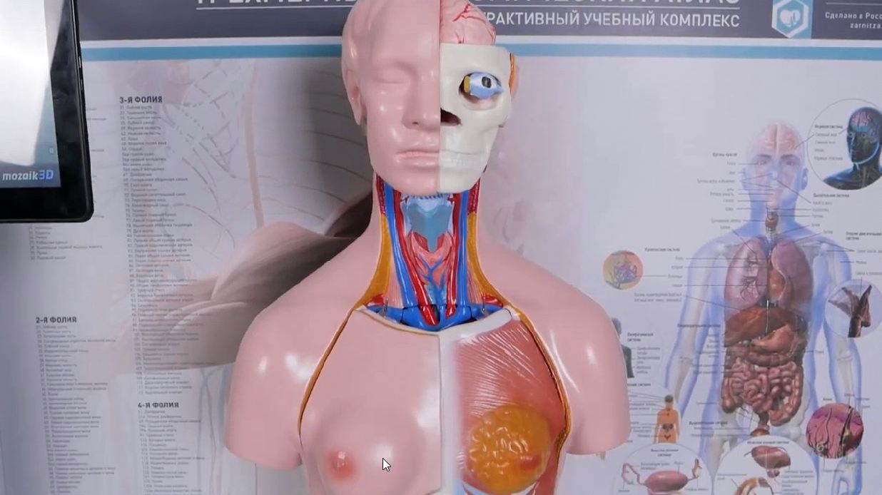 Трехмерный анатомический атлас. Приказ 838 Минпросвещения РФ — купить в МЕДСЕТ
