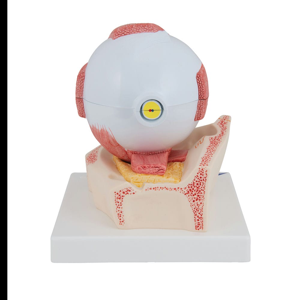 Модель глаза, 5-кратное увеличение, 7 частей — купить в МЕДСЕТ