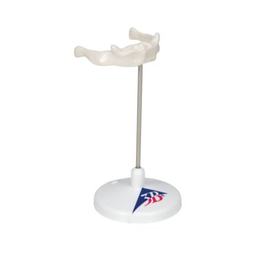 Модель подъязычной кости на штативе — купить в МЕДСЕТ