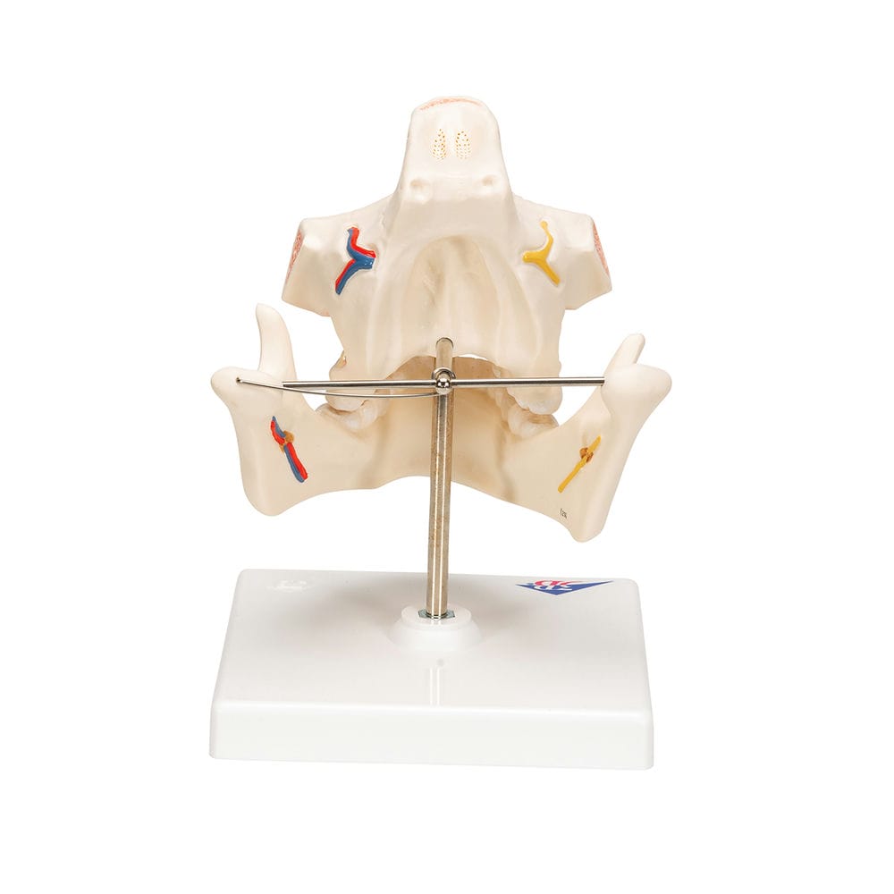 Модель зубов взрослого человека — купить в МЕДСЕТ