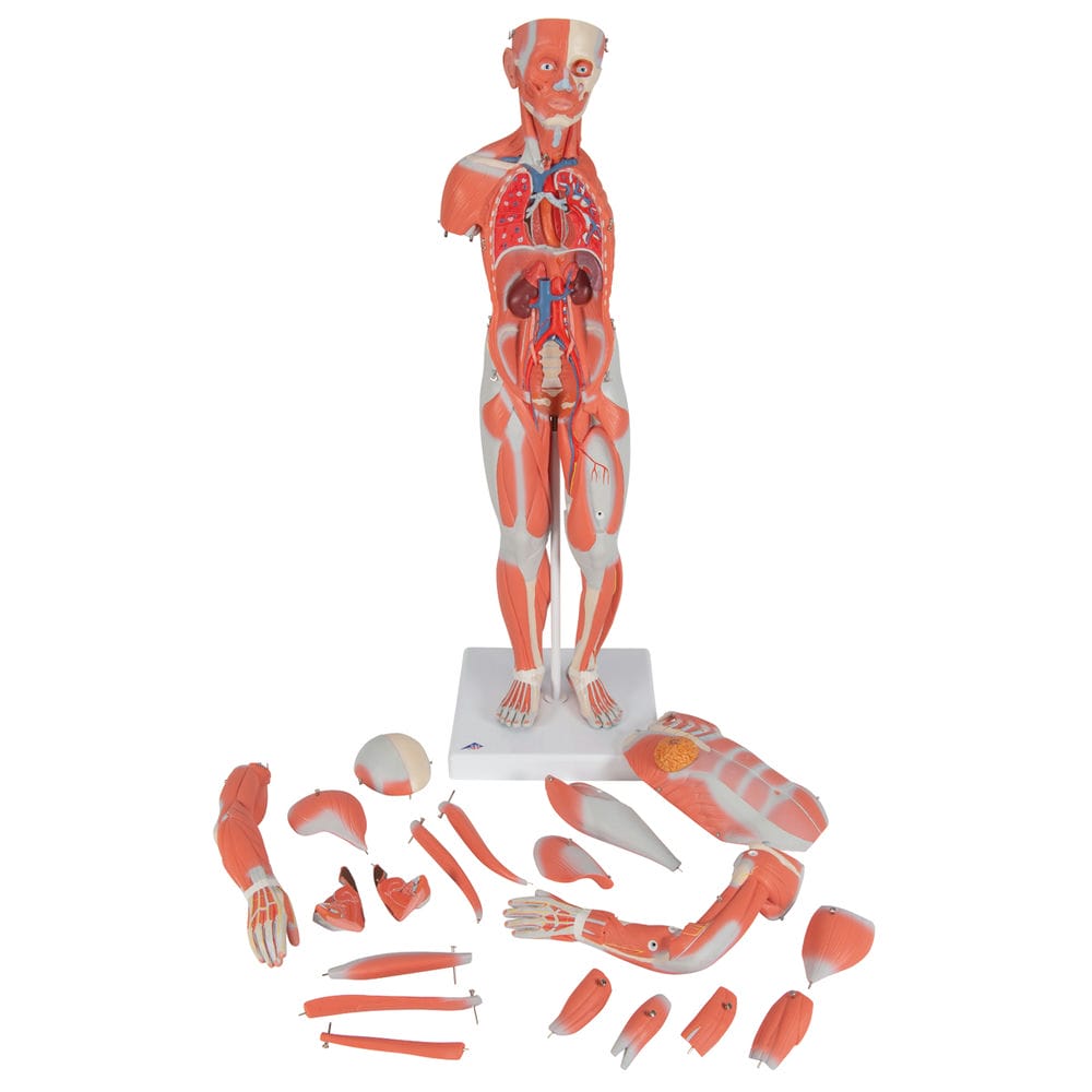 Женская фигура с мышцами, в комплекте — купить в МЕДСЕТ