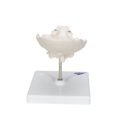 Модель первого и второго шейных позвонков с затылочной костью, соединенных между собой,  на штативе — купить в МЕДСЕТ