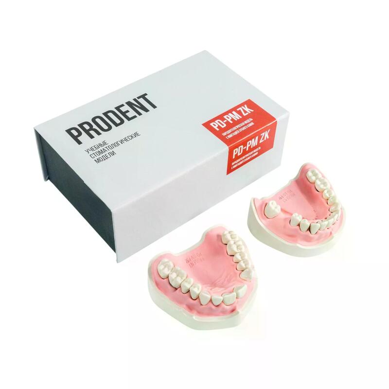 Модель верхней и нижней челюстей c имитацией поздней стадии пародонтита и зубного камня PD-PM — купить в МЕДСЕТ