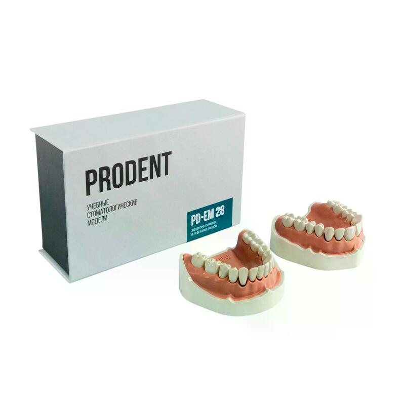 Стоматологическая модель верхней и нижней челюсти для эндодонтического тренинга — купить в МЕДСЕТ