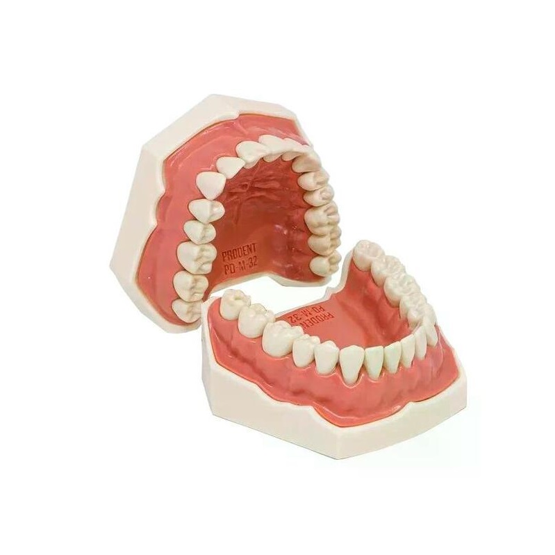 Учебная стоматологическая модель челюсти PD-M 32 — купить в МЕДСЕТ
