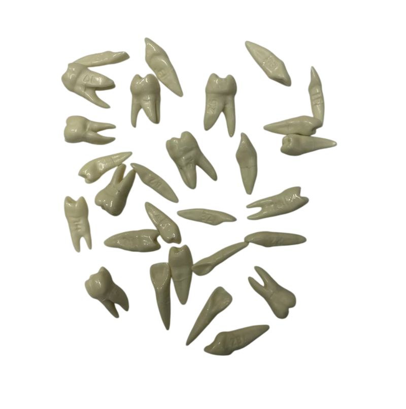 Учебные зубы для модели по ортодонтии PD-M ORT — купить в МЕДСЕТ