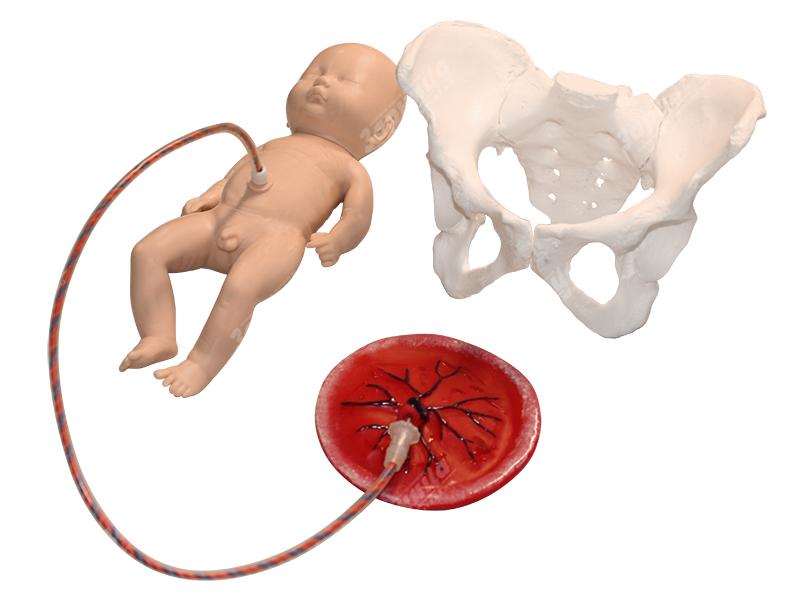 Учебно-демонстрационная модель имитации процесса родов — купить в МЕДСЕТ