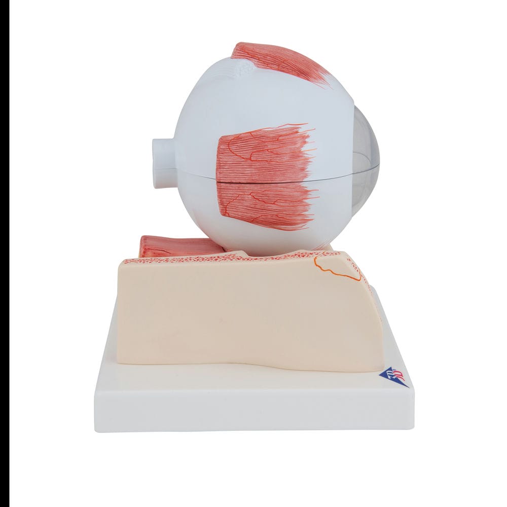 Модель глаза, 5-кратное увеличение, 7 частей — купить в МЕДСЕТ