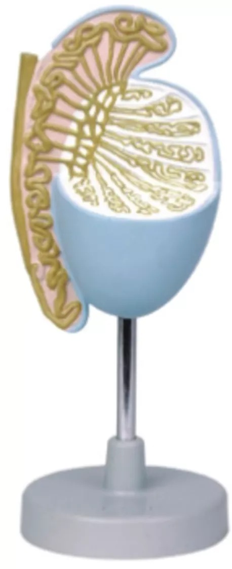 Увеличенная модель яичка (15103) — купить в МЕДСЕТ