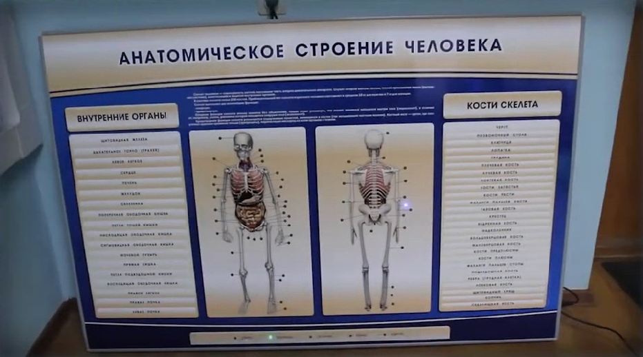 Электрифицированный стенд-тренажер c макетом скелета "Анатомическое строение человека" — купить в МЕДСЕТ