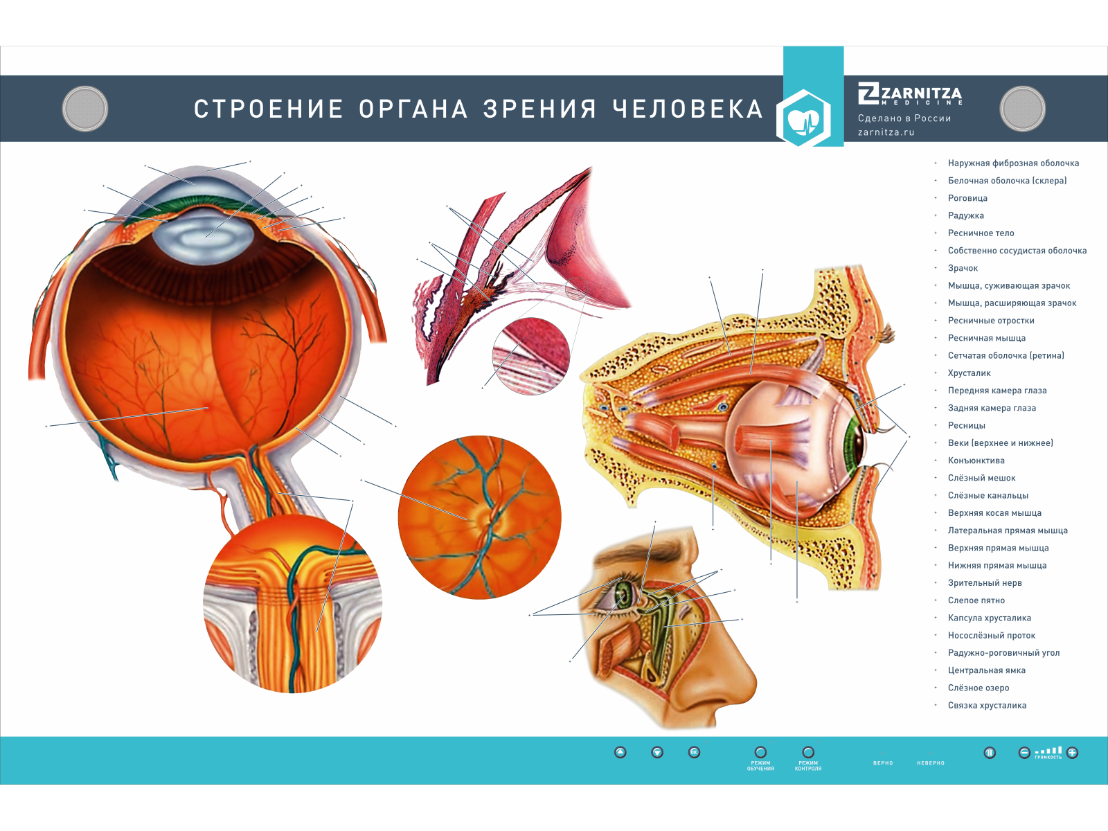 Интерактивный электрифицированный стенд "Строение органа зрения человека" с 3D-макетом — купить в МЕДСЕТ