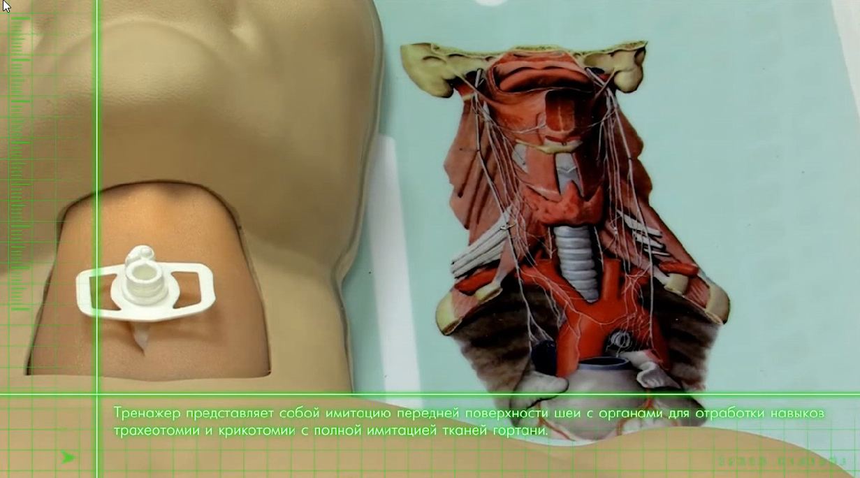 Тренажер трахеотомии — купить в МЕДСЕТ