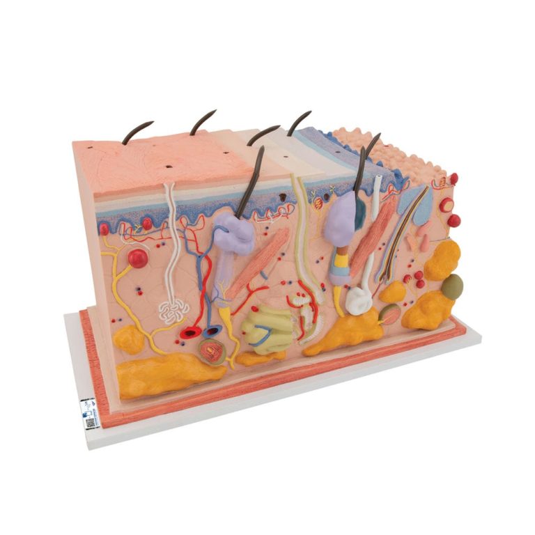 Модель кожи в виде блока, 70-кратное увеличение — купить в МЕДСЕТ