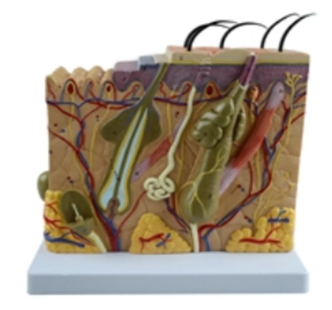 Модель строения кожи (70:1) (41002) — купить в МЕДСЕТ