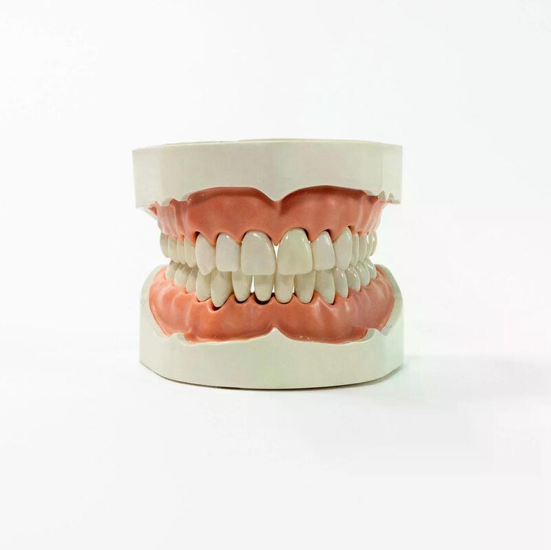 Стоматологическая модель верхней и нижней челюсти для эндодонтического тренинга — купить в МЕДСЕТ