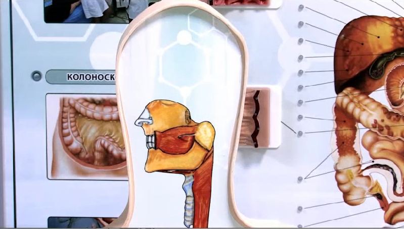 Интерактивный тренажерный комплекс для эндоскопии — купить в МЕДСЕТ