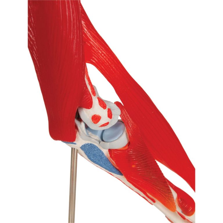 Модель локтевого сустава, 8 частей — купить в МЕДСЕТ