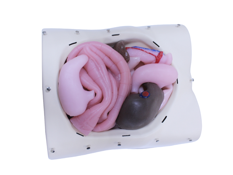 Лабораторно-диагностический учебный комплекс "Хирургический доступ к органам брюшной полости" — купить в МЕДСЕТ