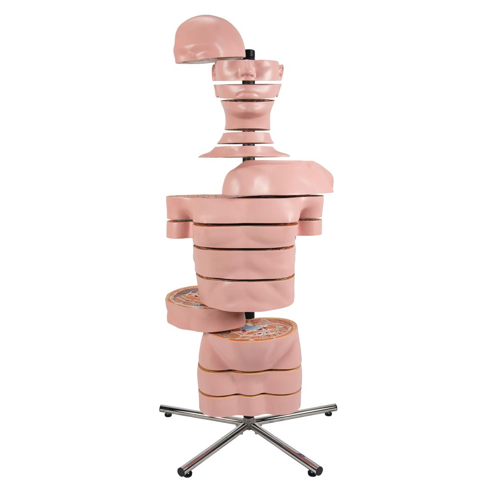 Торс в виде горизонтальных срезов — купить в МЕДСЕТ