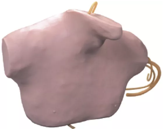 Модель для катетеризации центральных вен) (L68B) — купить в МЕДСЕТ