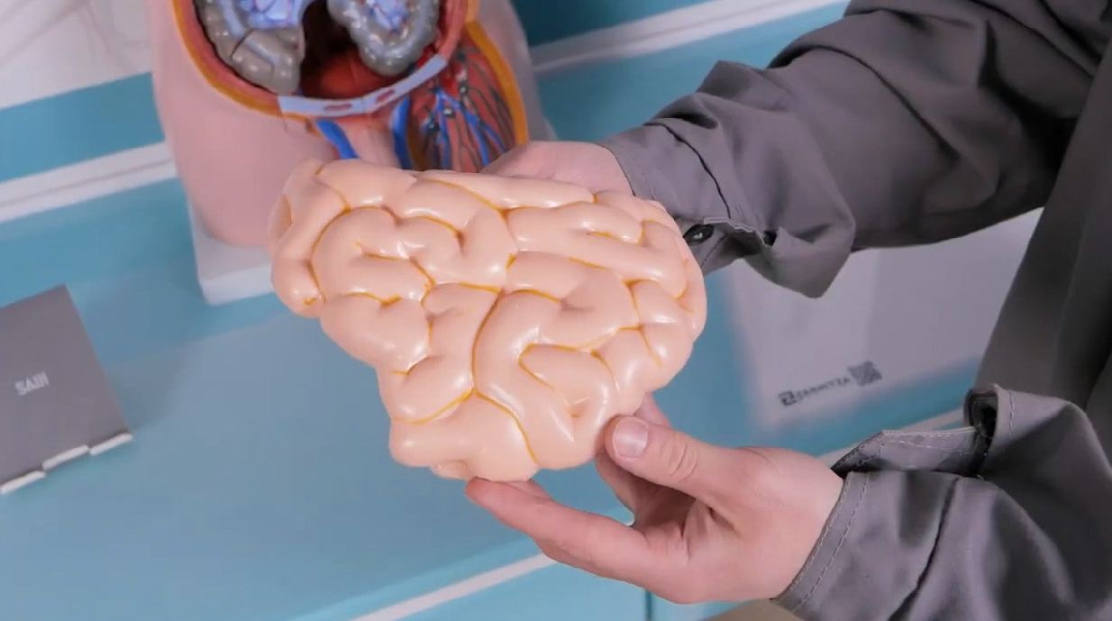 Трехмерный анатомический атлас. Приказ 838 Минпросвещения РФ — купить в МЕДСЕТ