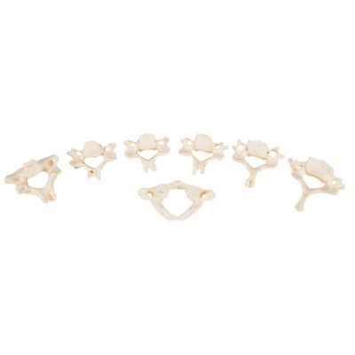 Набор из двадцати четырех позвонков, материал BONElike™ — купить в МЕДСЕТ