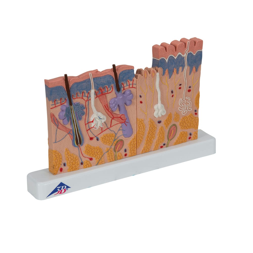 Модель сечения кожи, 40-кратное увеличение — купить в МЕДСЕТ