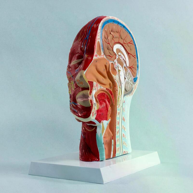 Нейроваскулярная модель головы человека с сечением в сагиттальной плоскости — купить в МЕДСЕТ