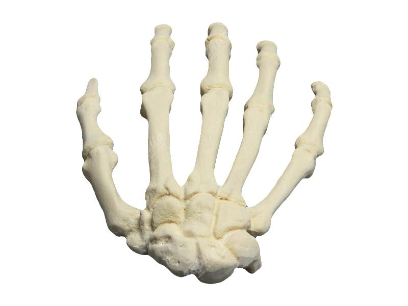 Модель скелета кисти человека — купить в МЕДСЕТ