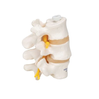 Модель трех поясничных позвонков, на гибком креплении — купить в МЕДСЕТ