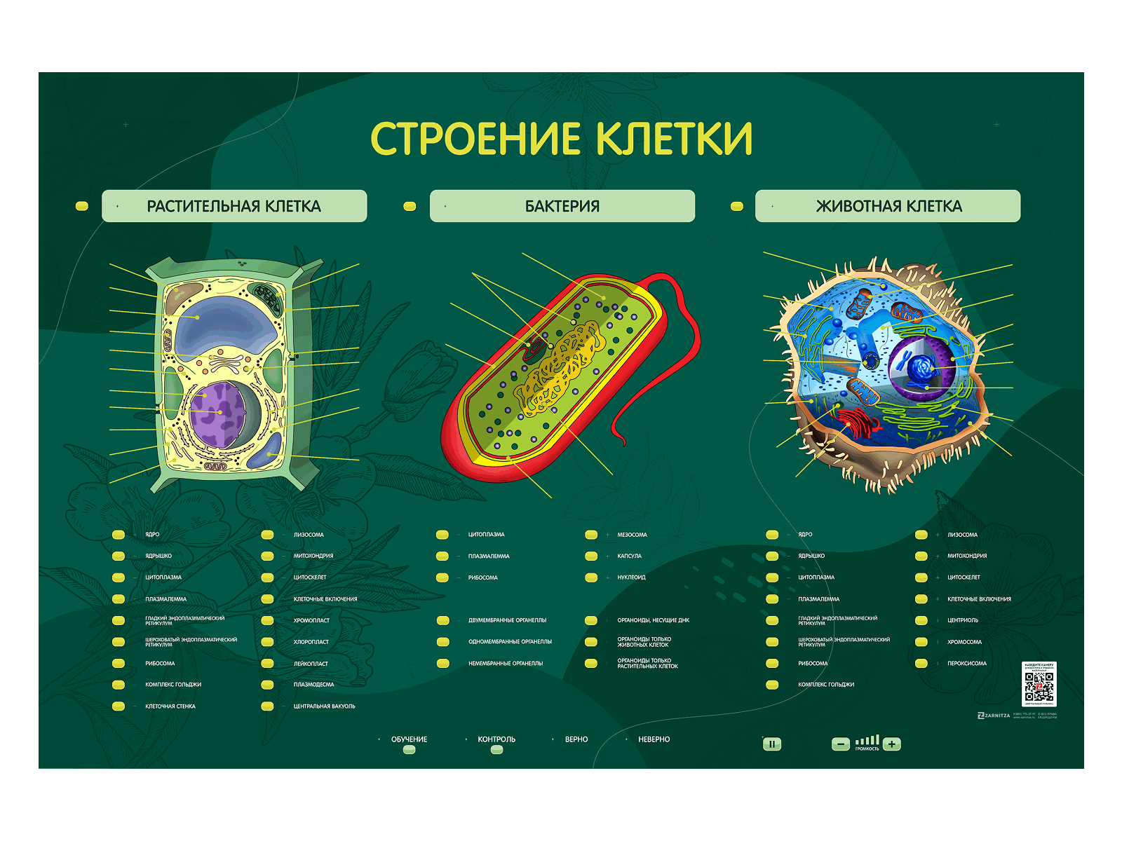 Интерактивный электрифицированный стенд  "Строение клетки", 700х900 мм — купить в МЕДСЕТ