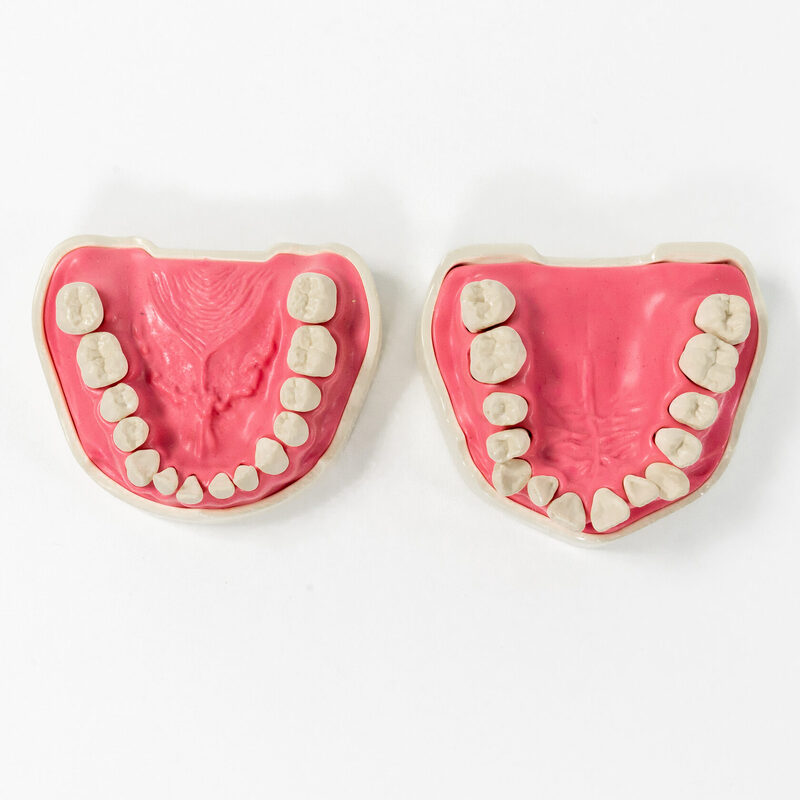 Модель верхней и нижней челюсти для курсов по ортодонтии PD-M ORT — купить в МЕДСЕТ