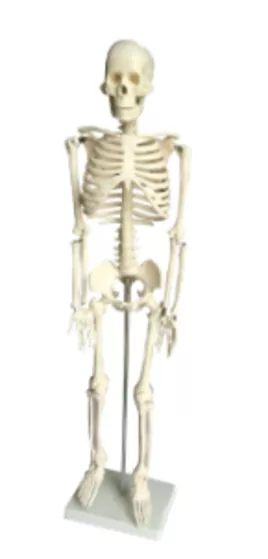 Модель скелета человека 85 см (11101-3) — купить в МЕДСЕТ