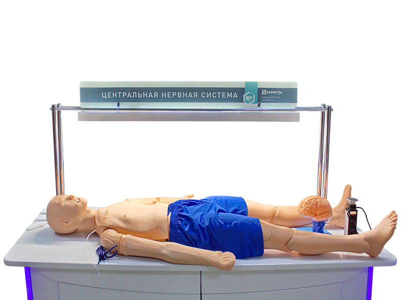 Лабораторно-диагностический учебный комплекс "Центральная нервная система" — купить в МЕДСЕТ