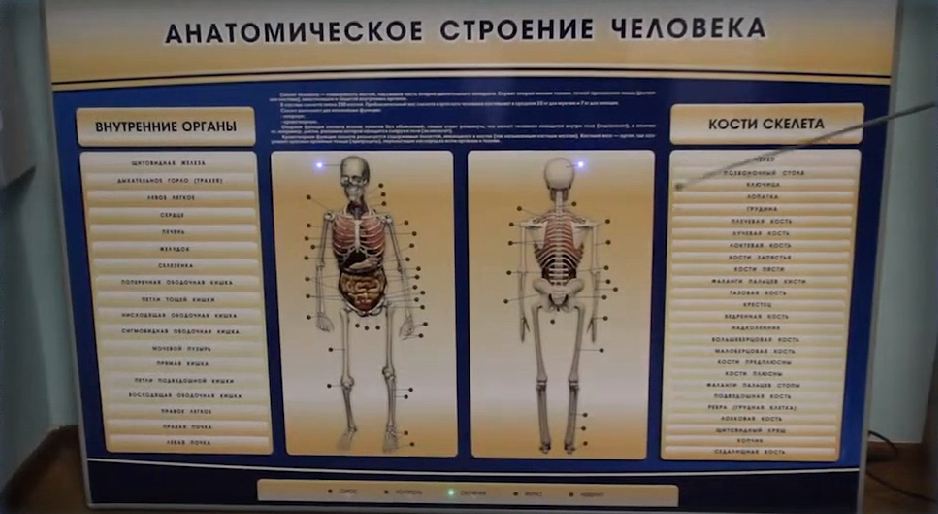 Электрифицированный стенд-тренажер c макетом скелета "Анатомическое строение человека" — купить в МЕДСЕТ