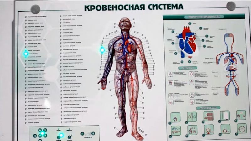 Интерактивный светодинамический стенд "Кровеносная система" — купить в МЕДСЕТ