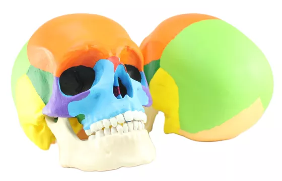 Цветной череп человека (11118) — купить в МЕДСЕТ