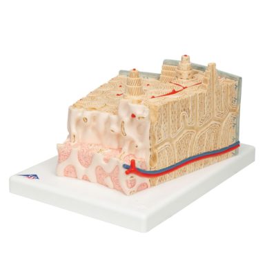 Модель структуры кости — купить в МЕДСЕТ