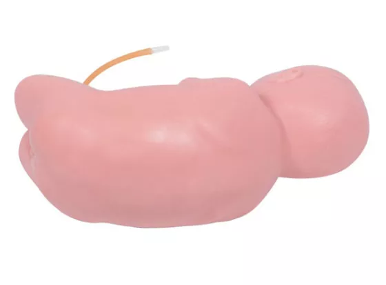 Модель новорожденного для люмбальной пункции (L60A) — купить в МЕДСЕТ