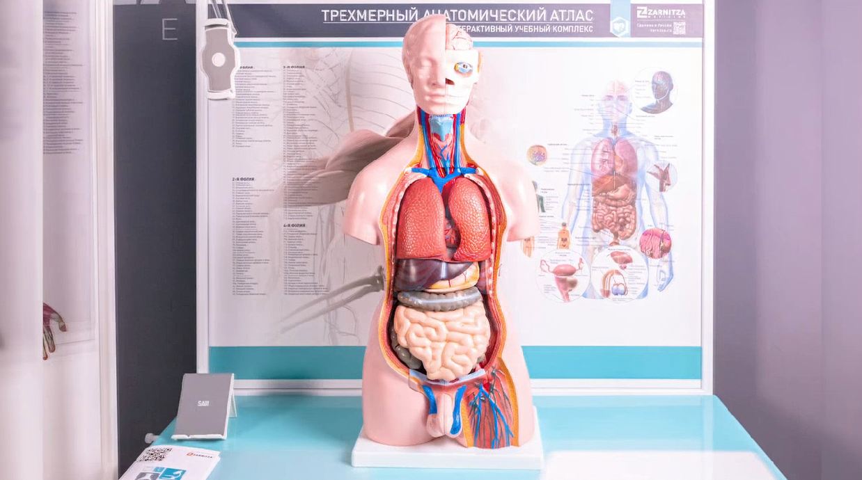Трехмерный анатомический атлас. Приказ 838 Минпросвещения РФ — купить в МЕДСЕТ