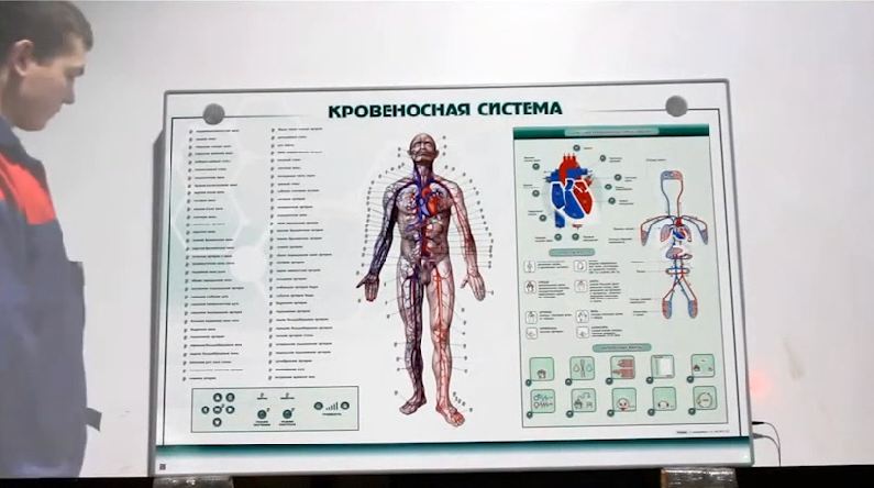 Интерактивный светодинамический стенд "Кровеносная система" — купить в МЕДСЕТ