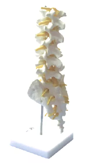 Поясничный отдел позвоночника с крестцом (11109) — купить в МЕДСЕТ
